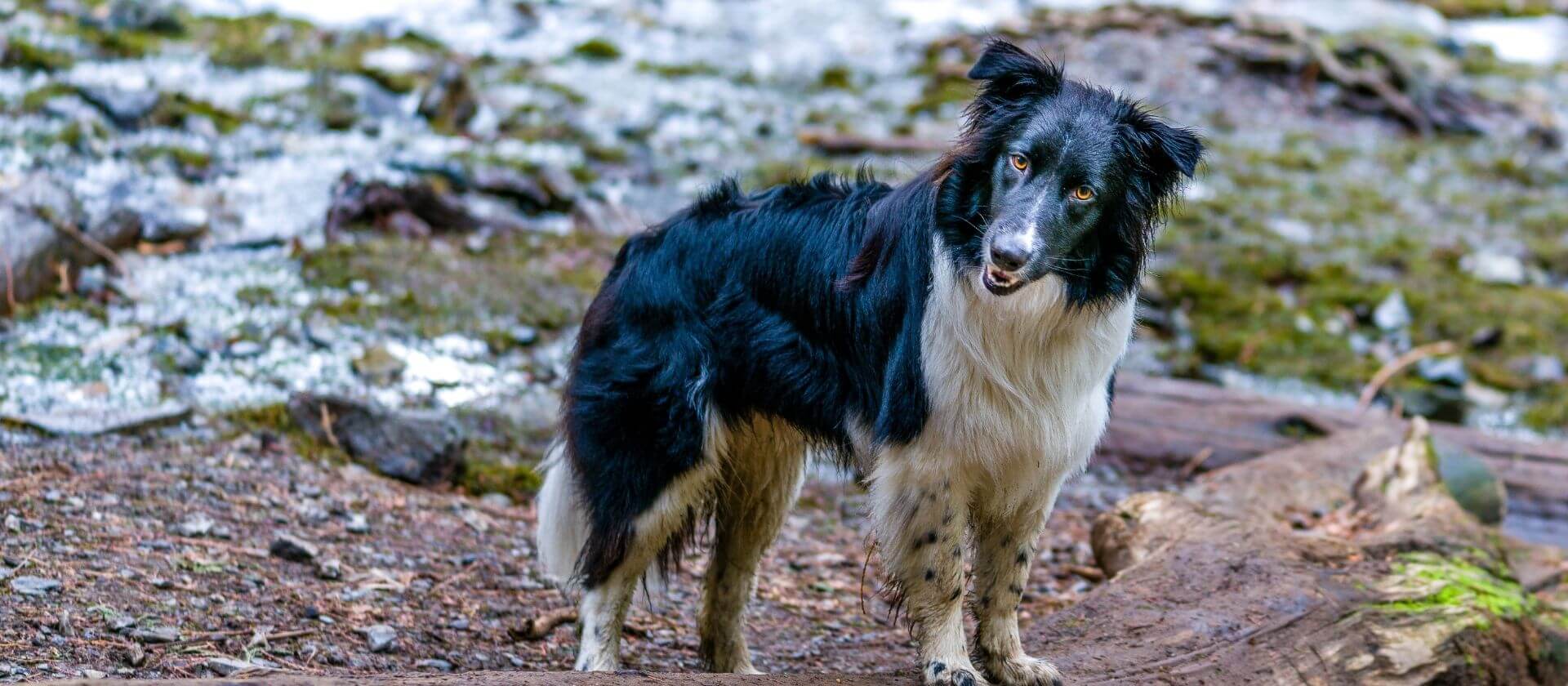 Carlisle Vet Collie