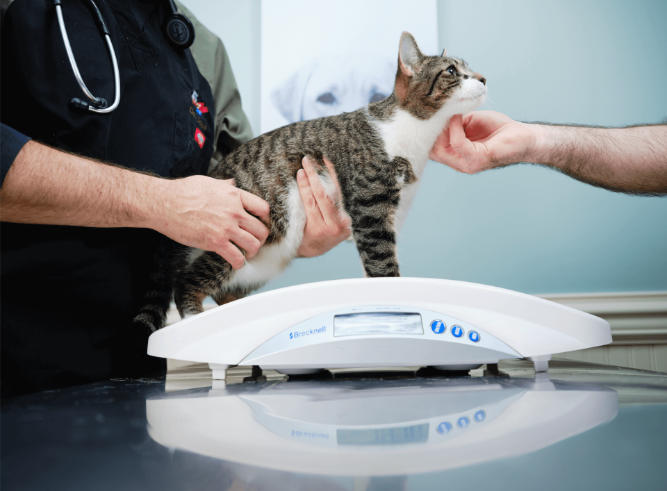 Cat Services