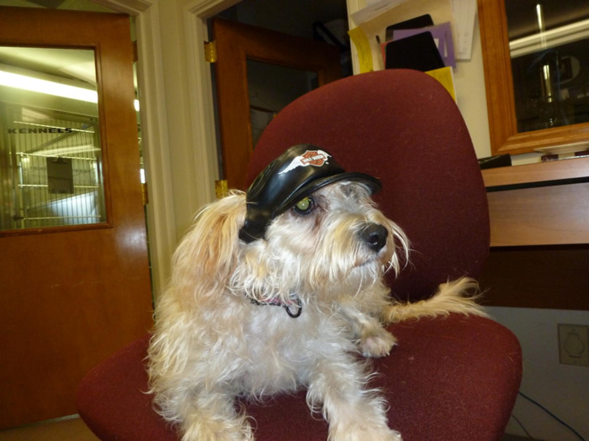 cleaver hat Saw blade (cleaver mode)'s code & price