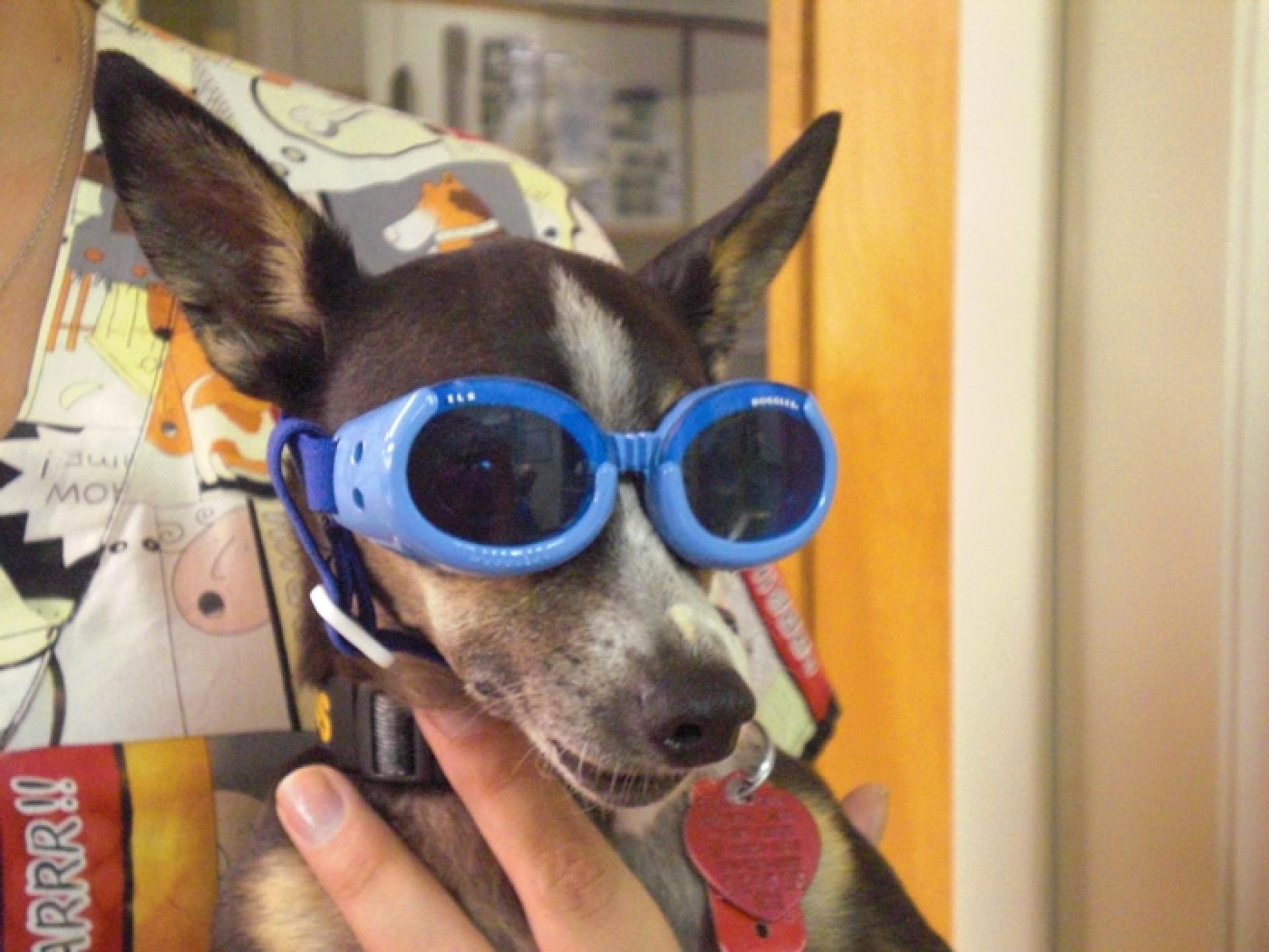 Ready for laser Carlisle Small Animal Vet Clinic